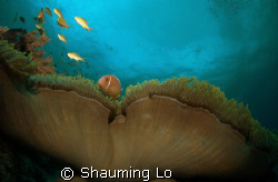 Clownfish by Shauming Lo 